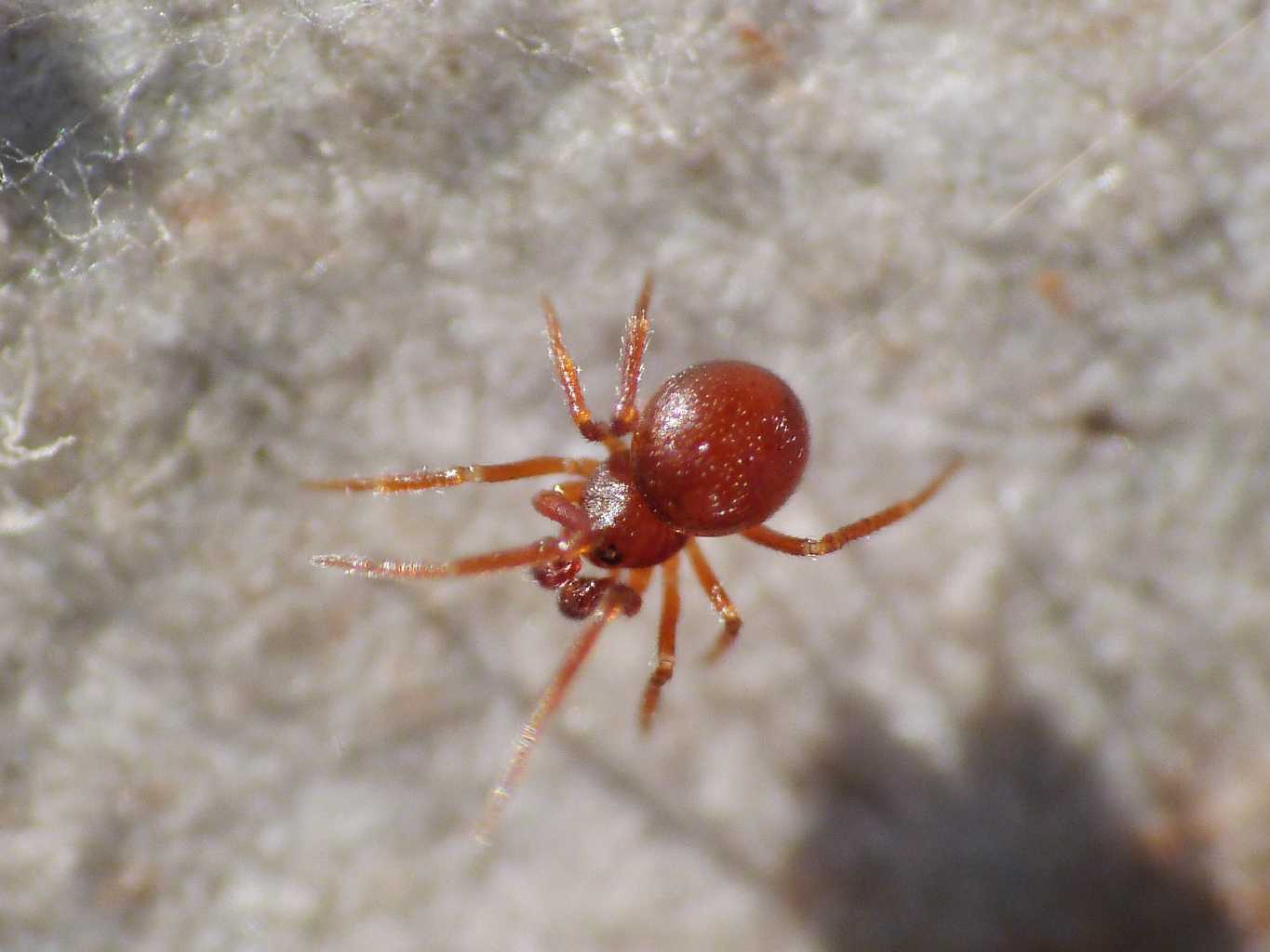 Minuscolo Theridiidae (?) rosso